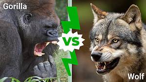 Gorilla vs Wolf: Who Would Win in a Fight? Picture