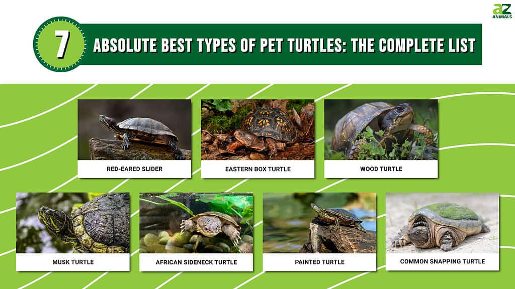 10 Types of Turtles That Make Great Pets