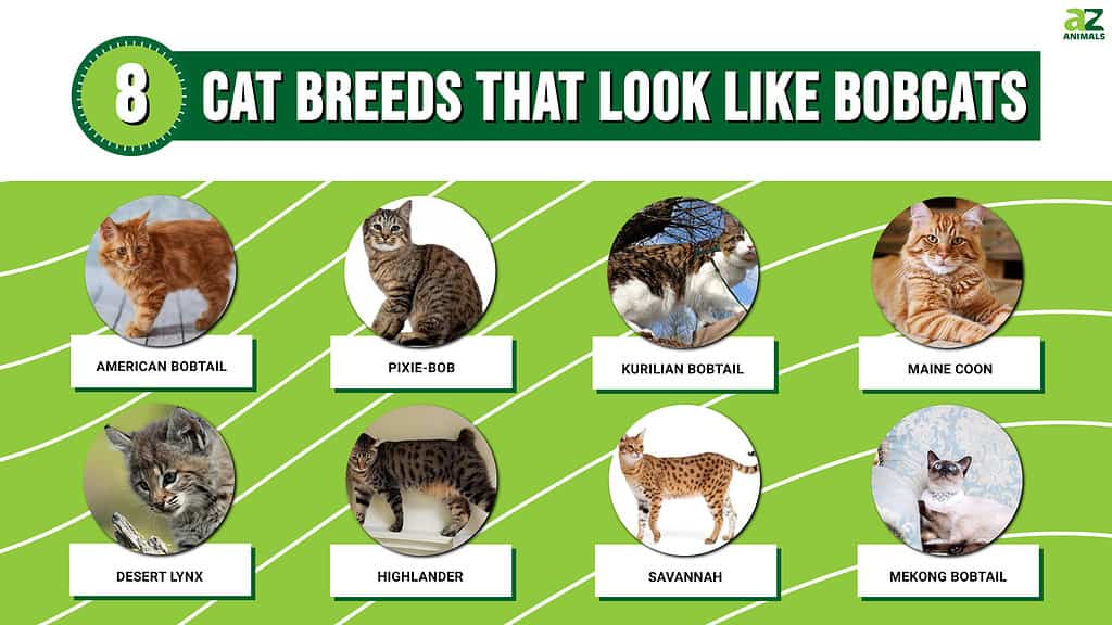8 Cat Breeds That Look Like Bobcats