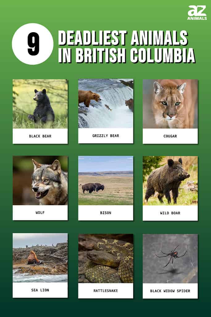9 Deadliest Animals in British Columbia