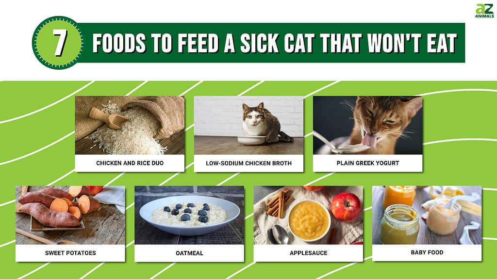7 Foods to Feed a Sick Cat That Won't Eat