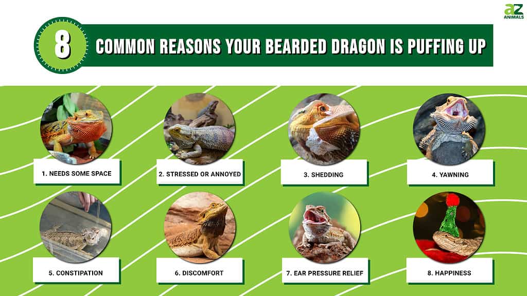 8 Reasons Your Bearded Dragon is Puffing Up
