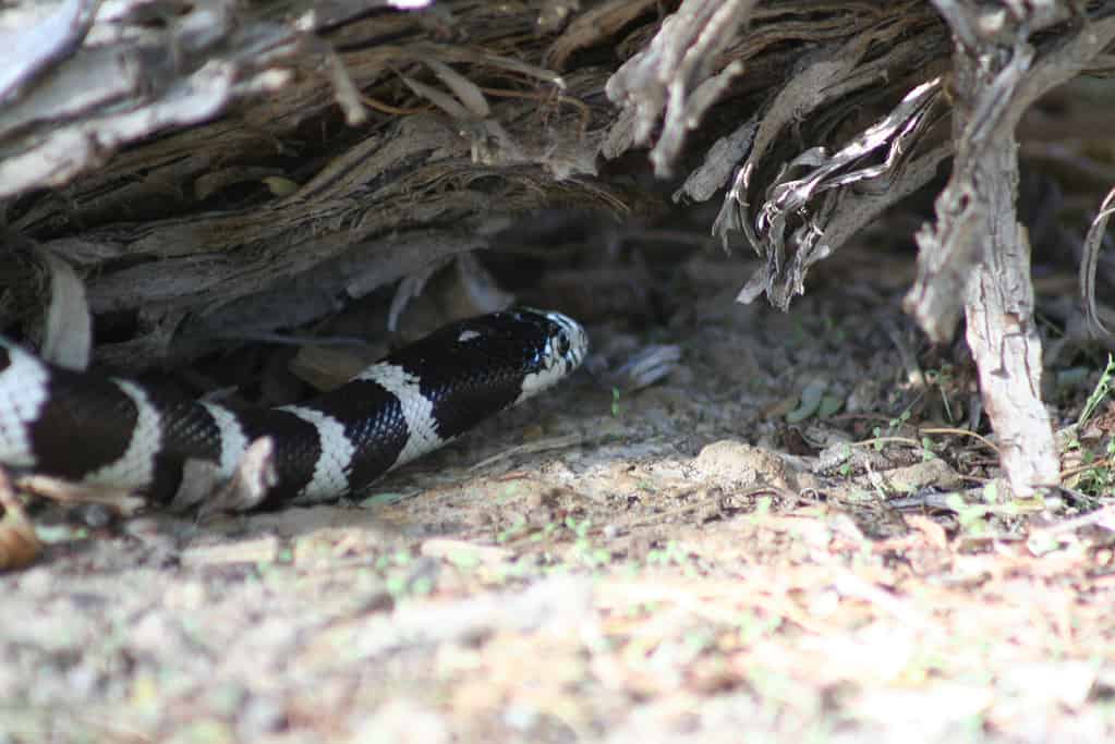 The California King Snake lays its eggs in nest made inside rotted logs