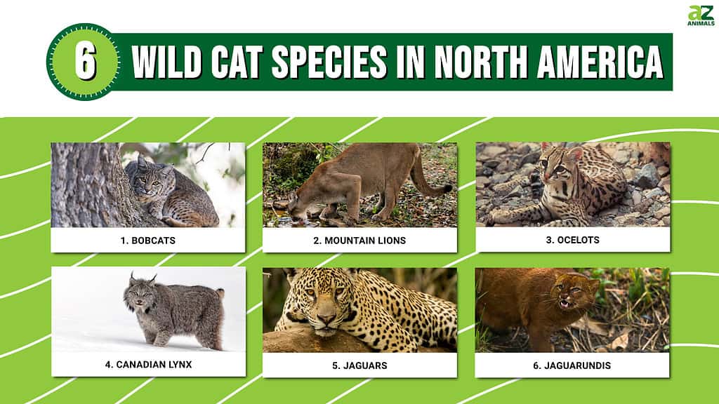 6 Wildcat Species in North America