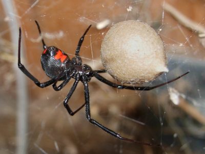 A 10 Natural and Effective Ways to Get Rid of Black Widows