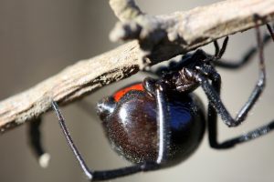 Black Widows as Pets: How to Safely Care for One (+ 14 Important Tips) Picture