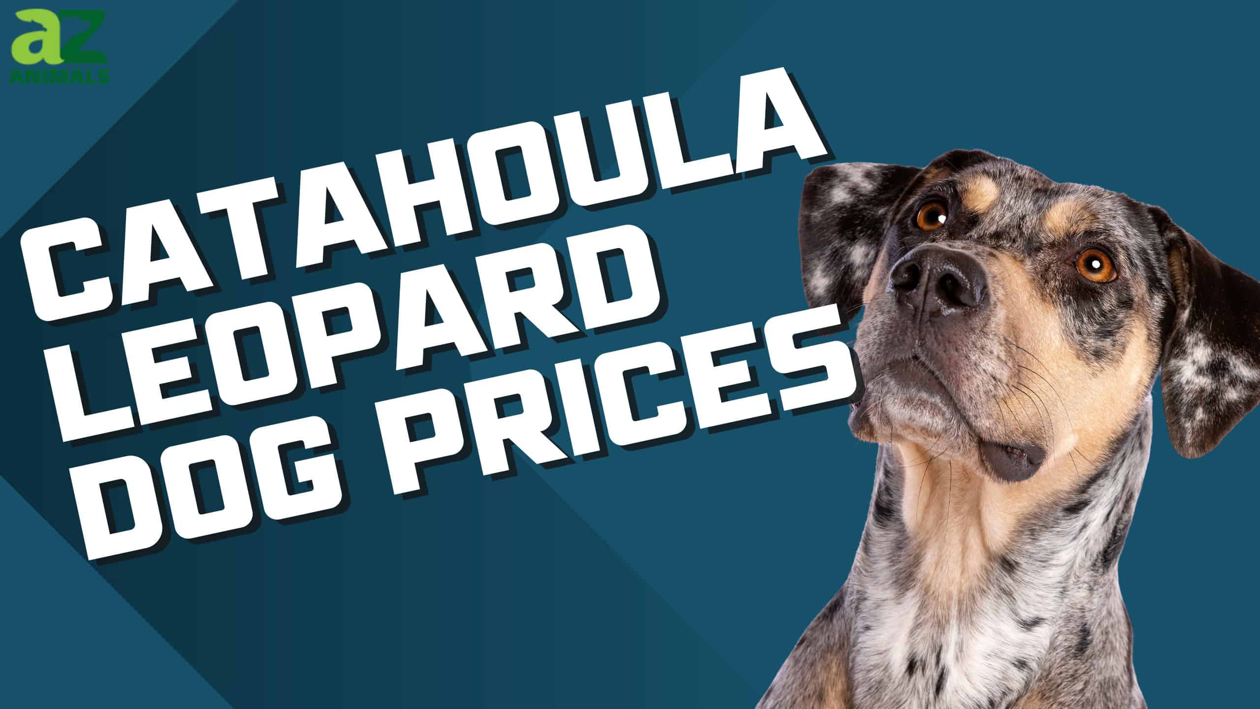 Catahoula Leopard Dog Prices