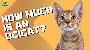 Ocicat Prices in 2024: Purchase Cost, Vet Bills, and Other Costs Picture