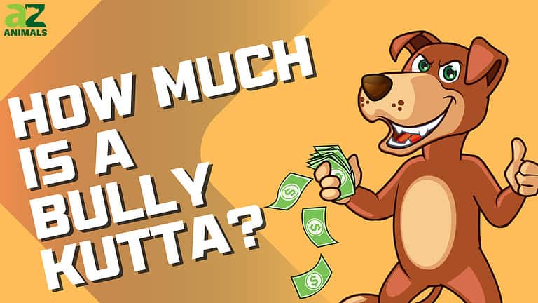 Bully Kutta Prices