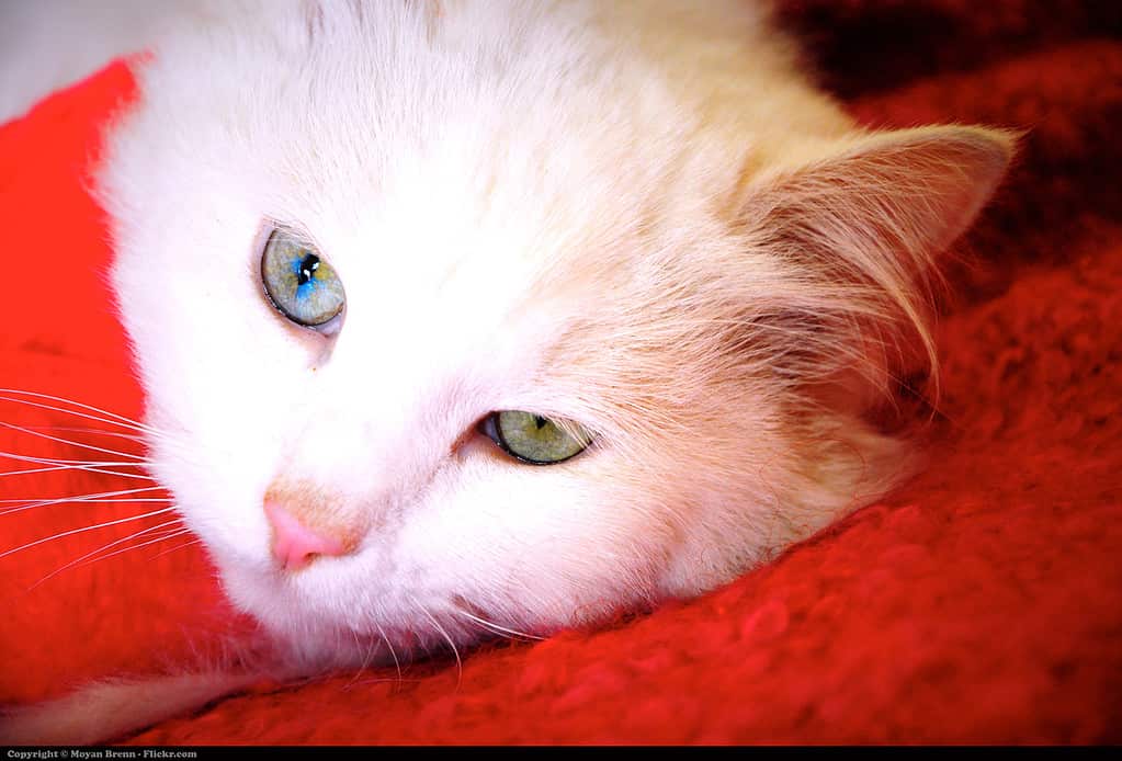 cat with sectoral heterochromia iridium