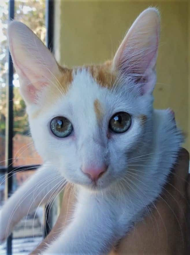 cat with central heterochromia iridium