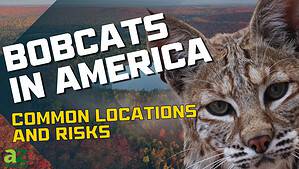 The Top 9 Most Likely Places to Encounter Bobcats in the United States Picture