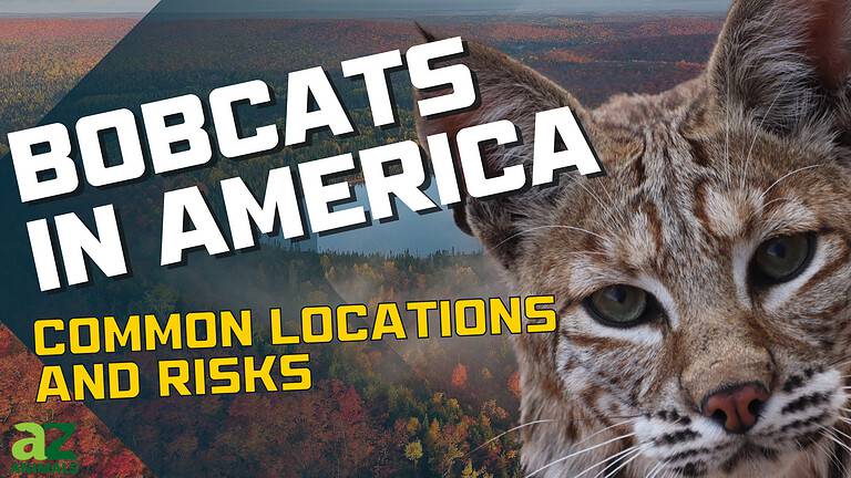 Bobcats in USA