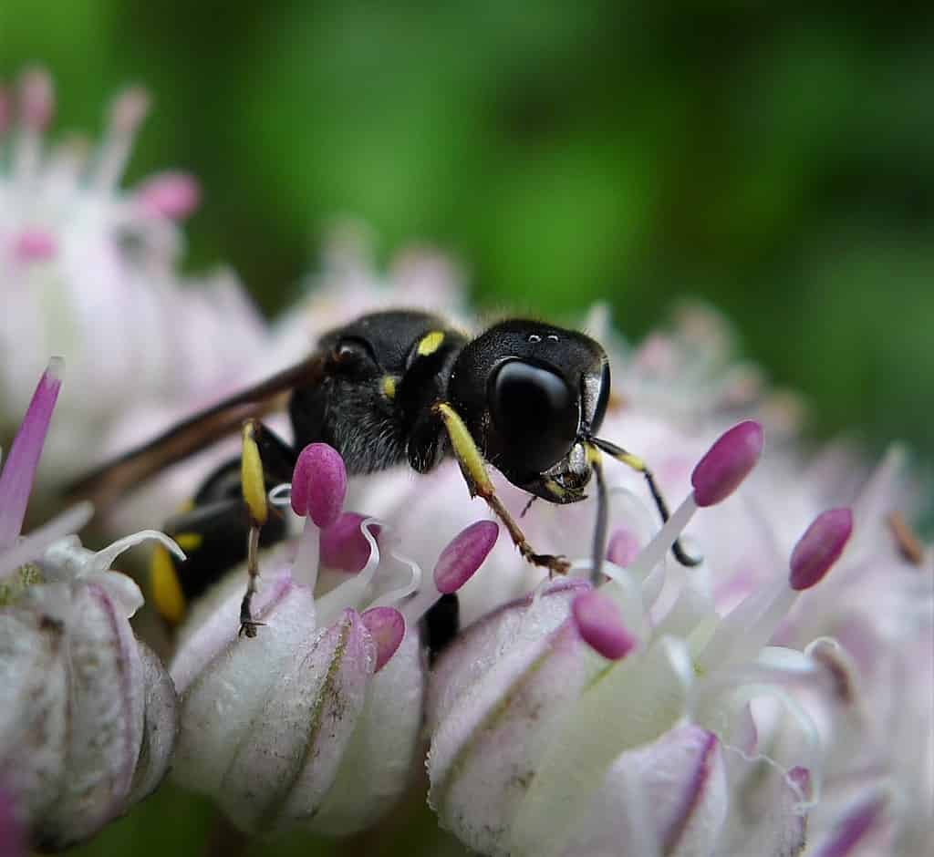 Female digger wasp