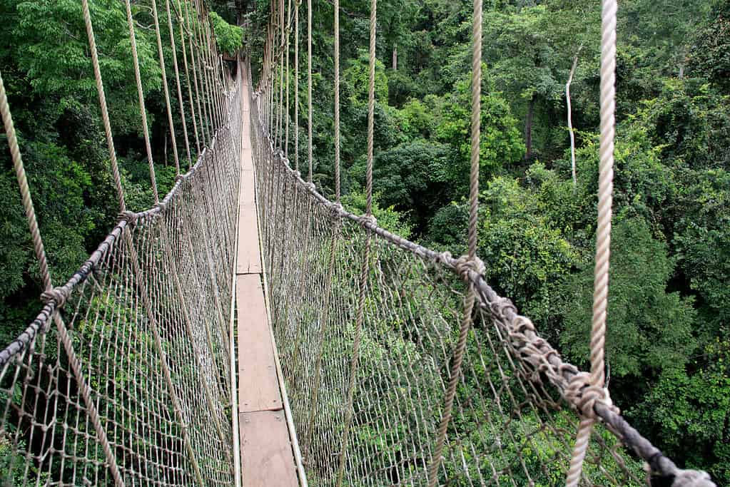 Rope bridges of the Canopy Walk at the Kakum National Park near Cape Coast, Ghana