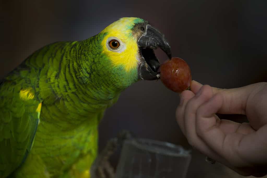 parrots are eating grape