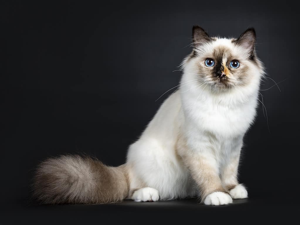 Excellent tortie young Sacred Birman cat kitten sitting side ways with big fluffy tail behind body, looking straight in lens with blue eyes, isolated on black background