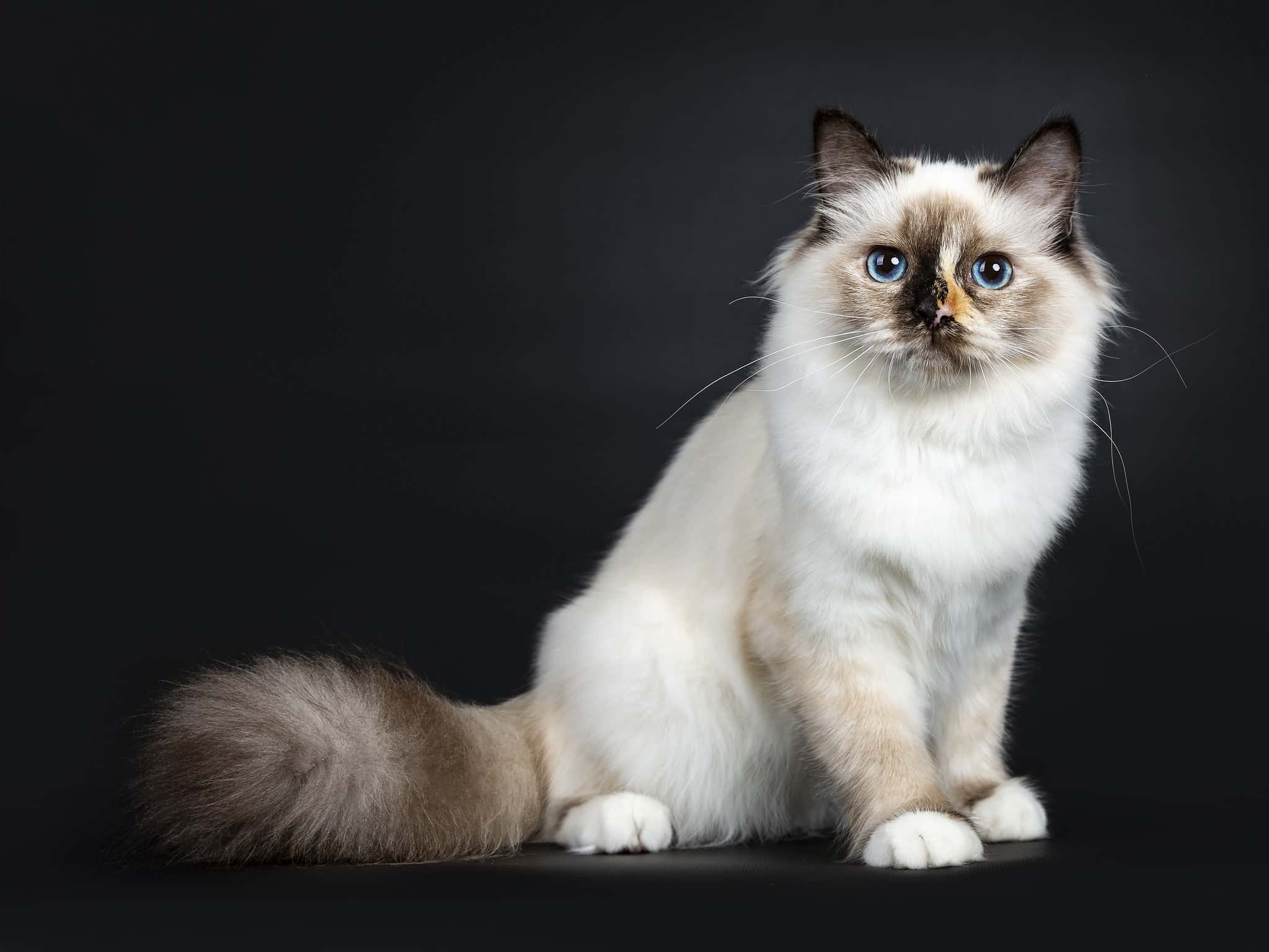 7 Birman Cat Colors: Rarest to Most Common - A-Z Animals