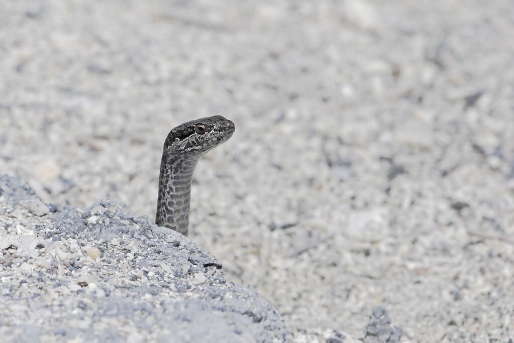 Banded Galapagos Snake (Pseudalsophis slevini), Fernandina island, Galapagos, Ecuador