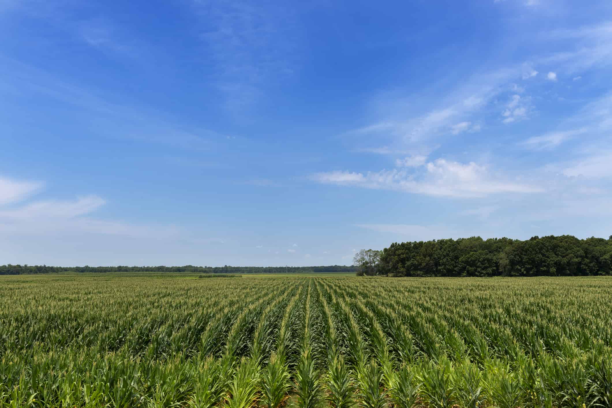 View of a cornfield in a rural area of the Mississippi State