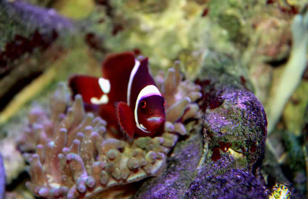 Goldflake Maroon Clownfish - Premnas biaculeatus