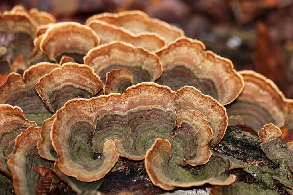 False Turkey Tail Fungi Close-up