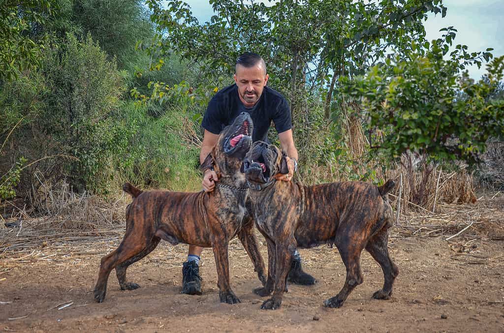 South African Mastiff begetters