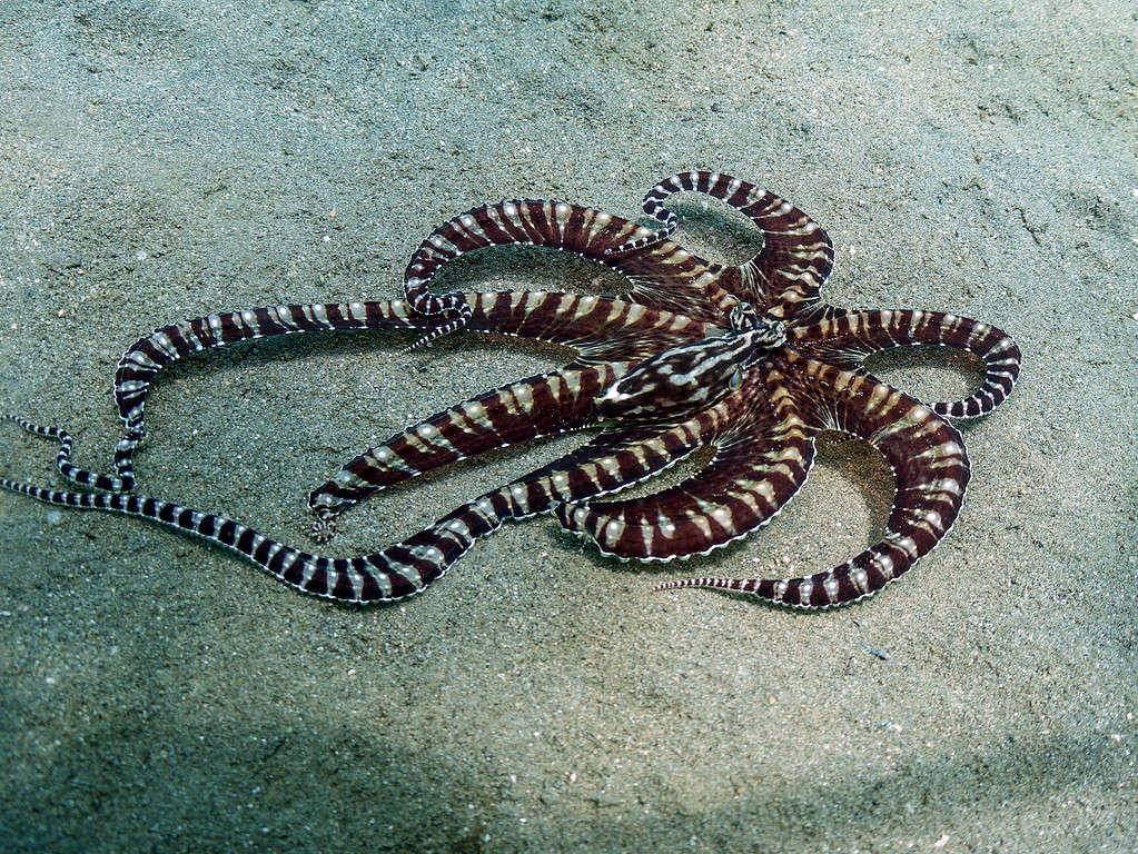 Mimic Octopus on sand