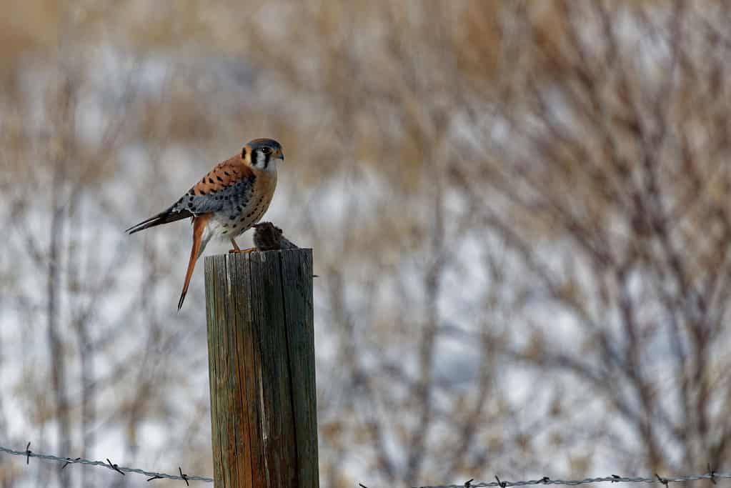 An American kestrel holds his next meal of a mouse from atop a post in Wyoming