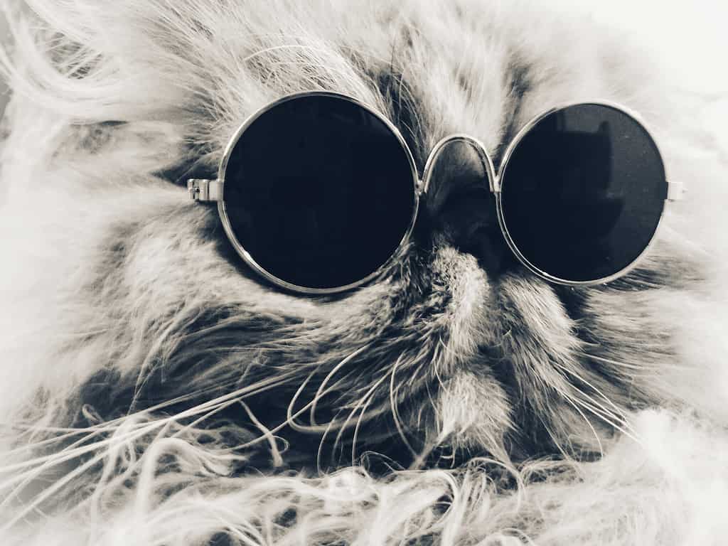 Charly my Persian with glasses