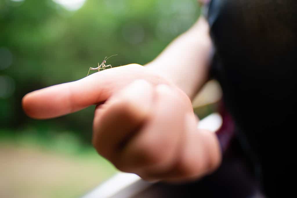 Mantis baby on a child's hand