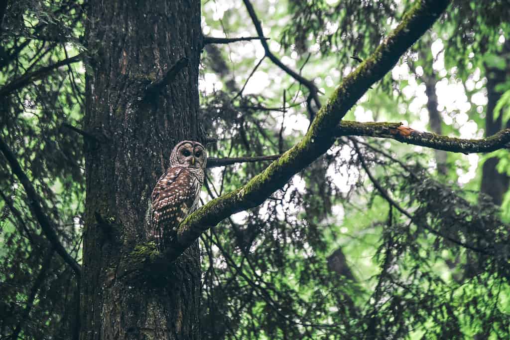 A barred owl is one type that you can spot in Tennessee.