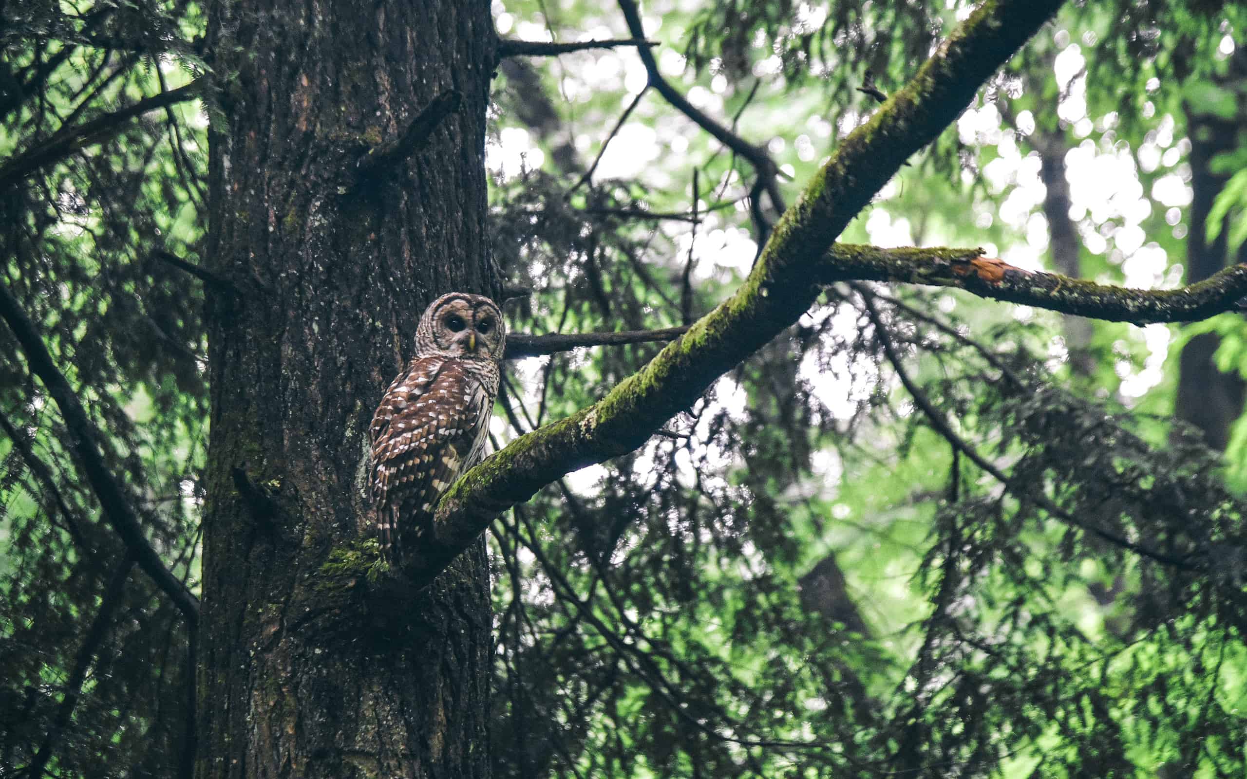 A barred owl is one type that you can spot in Tennessee.