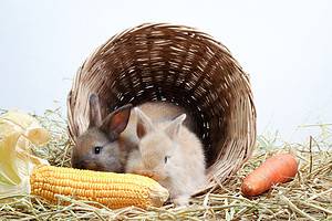 Yes, Rabbits Can Eat Corn! But Follow These 3 Tips Picture