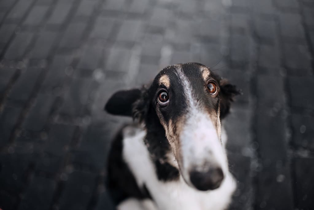 Borzoi dog looking at the camera on dark background
