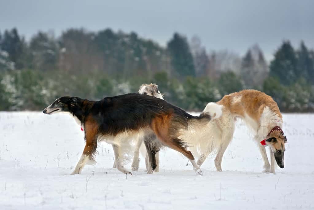 Hunting with borzoi dogs