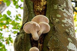 How to Find Oyster Mushrooms Picture