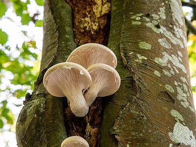 A How to Find Oyster Mushrooms