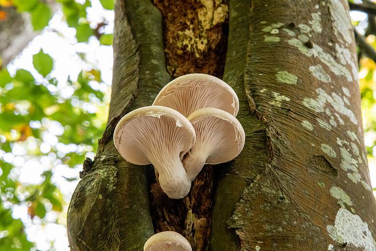 A group of large Oyster mushrooms growing high on a tree