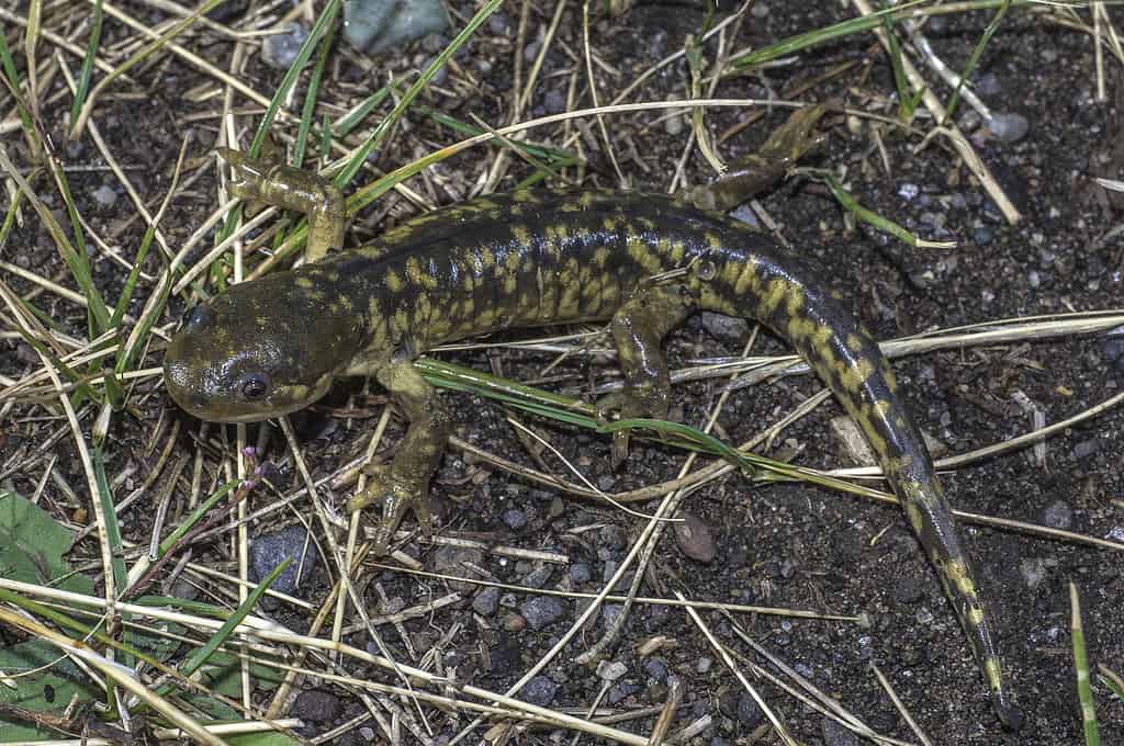 The barred tiger salamander or western tiger salamander (Ambystoma mavortium) is a species of mole salamander found Yellowstone National Park, Wyoming.