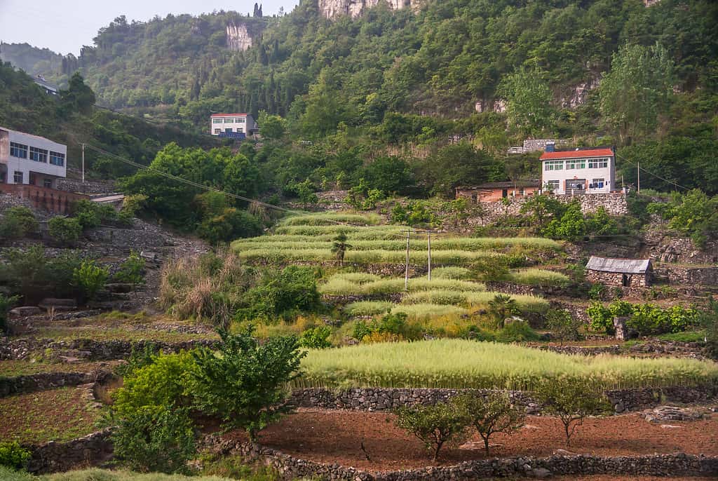 Rice paddies on flank of green covered mountain, Yichang, China.