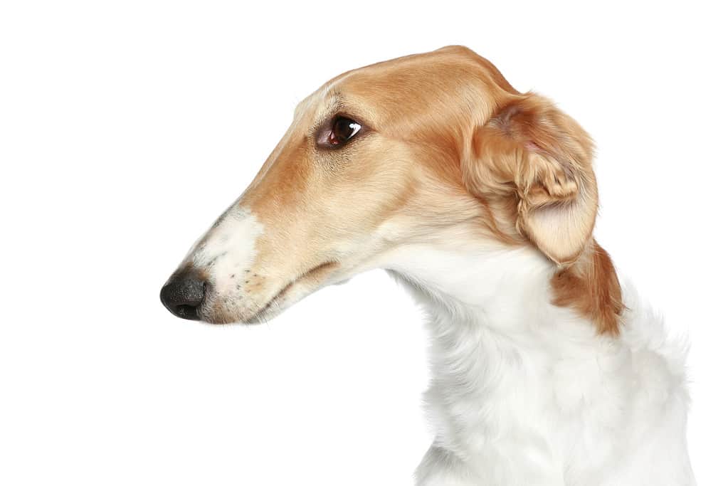 Russian Borzoi - Wolfhound dog. Head profile close-up portrait