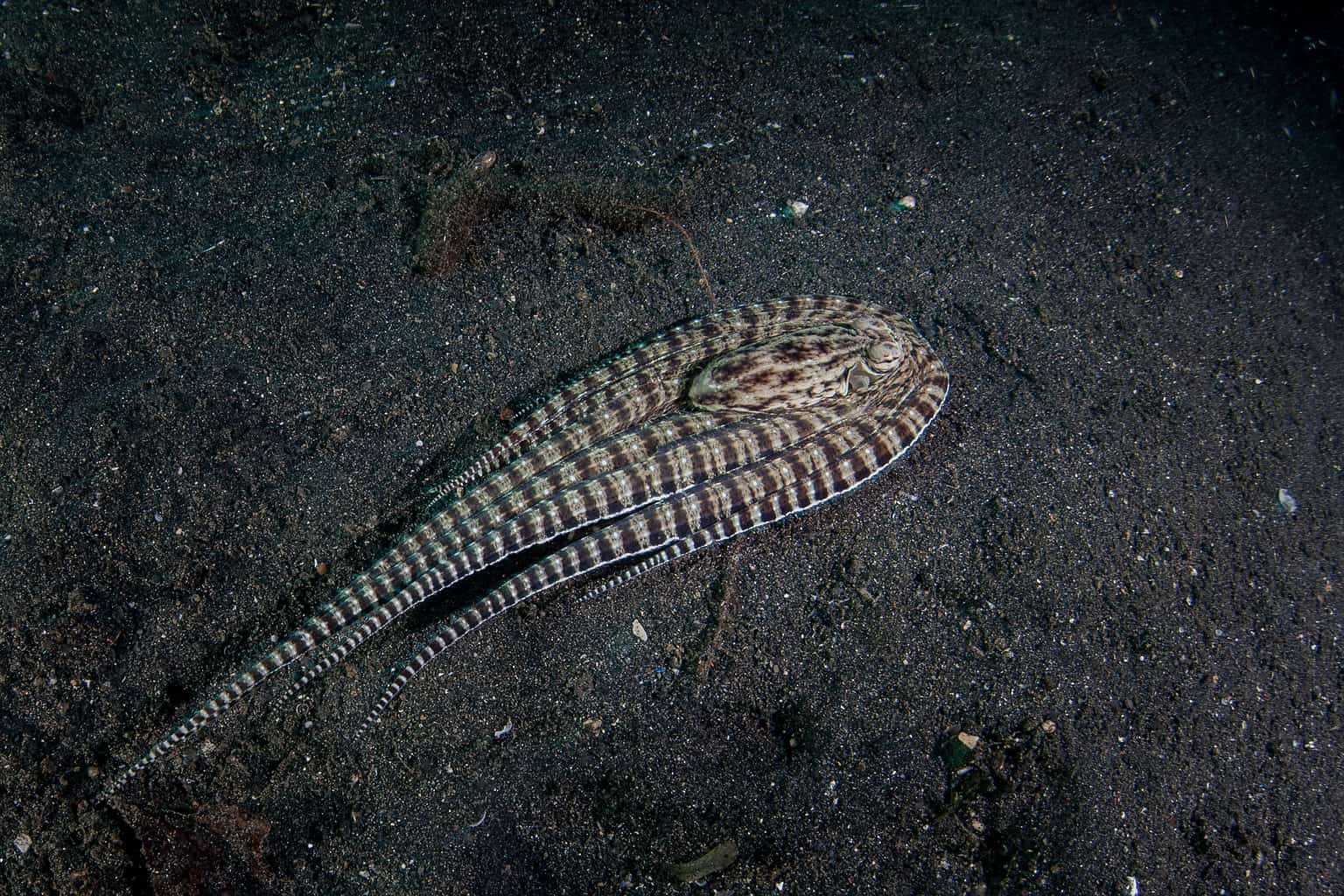 The Octopus That Transforms into Sea Snakes, Lionfish, and Stingrays ...