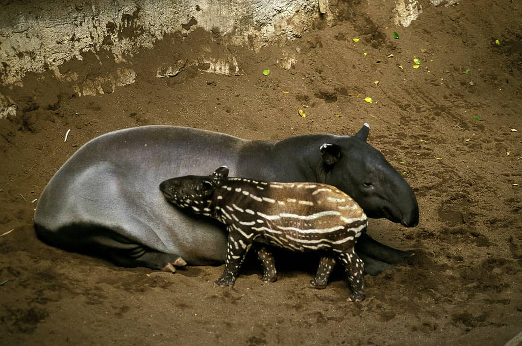 Malayan Tapir, tapirus indicus, Female with Calf