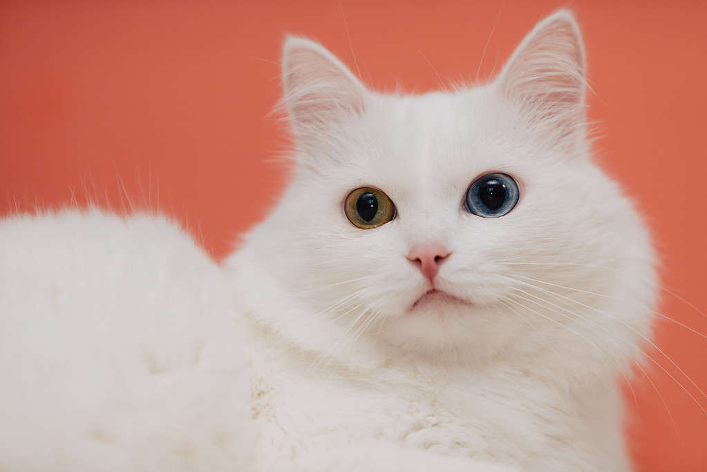 animal with eyes of different colors. Odd-eyed cat with blue and almond eyes. Heterochromia. Turkish Angora cat.