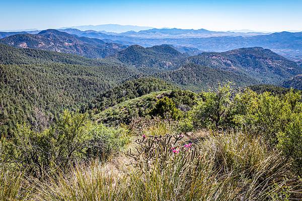 Jaguars Once Roamed the Grand Canyon. One Is Back. - A-Z Animals