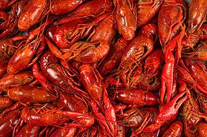 Crawfish Market Prices in 2024: What to Expect When Buying Picture