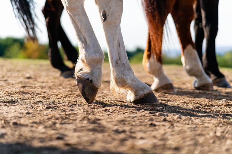 Close-up of a horse's hind legs and hooves in resting position on a horse pasture (paddock) at sunset. Typical leg position for horses. Concepts of rest, relaxation and well-being. Background blur.