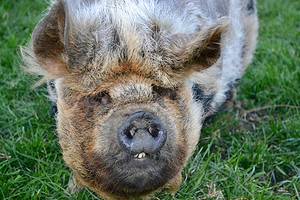 29 Sounds Pigs Make and What Each Means (It’s Not Just Oink!) - A-Z Animals