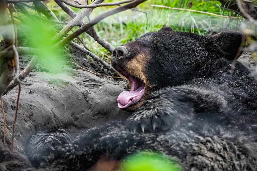 Cute looking black bear getting ready for hibernate sleeping